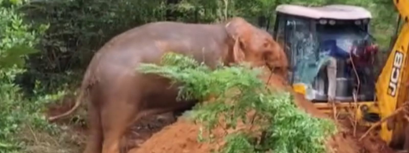Freed Elephant Attacks Backhoe, Chases Villagers